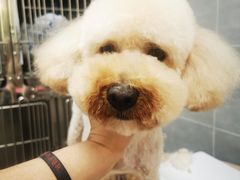 -宠福鑫康馨动物医院·骨科·眼科