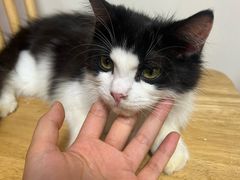 -楼上猫咖(罗湖店)