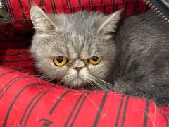 -北京恒爱动物医院(清景园分院)