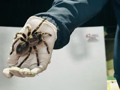 -上海大自然野生昆虫馆(东方明珠·爬宠昆虫探索中心)