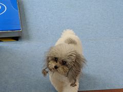 -博特宠物医院24h犬猫全科.骨科·异宠