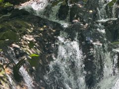 -莫里热带雨林景区