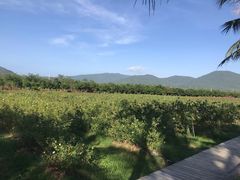 -亚龙湾国际玫瑰谷