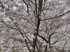 -武汉大学-樱园