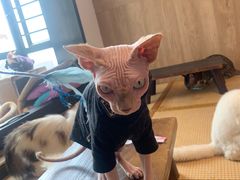 -泰国佛·塔罗·泰牌狐仙古曼
