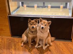 -柴务处·柴犬主题狗咖