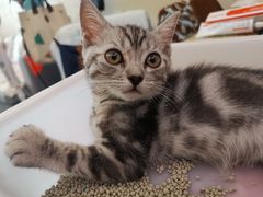 -喵zoo家庭繁育猫舍(尖东智能花园店)