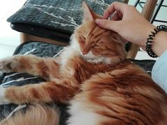 -平行世界·猫咖(首经贸店)