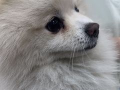 -萌兽医馆·宠物医院·猫骨科(创景店)