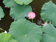 -荷塘月色湿地公园·向阳花洲