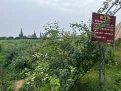 -金谷域澳洲庄园