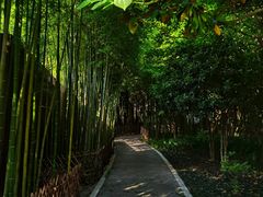 -陈家山荷花公园