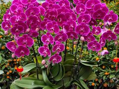 -越秀西湖花市(广州城市广场花卉店)