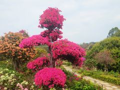 -东莞植物园