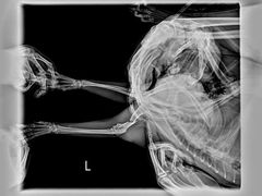 -萌兽医馆·宠物医院·猫骨科(创景店)