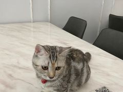 -DOPAMINE多巴胺·甜品面包·生日蛋糕(国贸店)