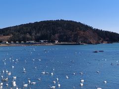 -烟墩角天鹅湖