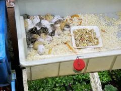 -万商花鸟市场