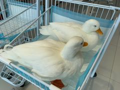 -怪兽屋·羊驼·猫咖·狗咖(俊华广场店)