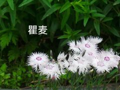 -国家植物园南园