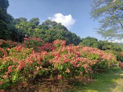 -大屏嶂森林公园