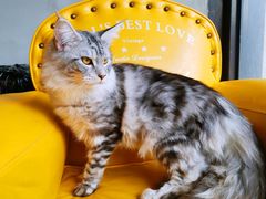 -十年猫舍·猫咪专门店(普陀店)