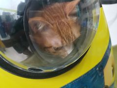 -瑞鹏宠物医院·猫科·宠保定点(梅溪湖分院)