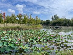 -泗洪洪泽湖湿地景区