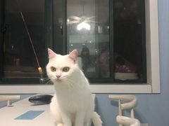 -喵的天空名猫咖啡馆·撸猫·猫舍·用品