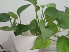 -肯德基(黄渡DT店)