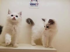 -十年猫舍·猫咪专门店(普陀店)
