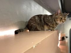 -猫儿山۰猫主题餐厅