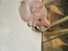 -藏猫猫咖啡主题馆(中央大道店)