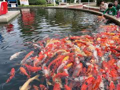-国色天乡三期陆地乐园