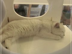 -十年猫舍·猫咪专门店(普陀店)