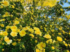 -大兴滨河森林公园