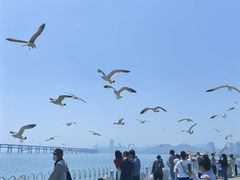 -星海湾跨海大桥