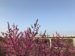 -秀丽东方