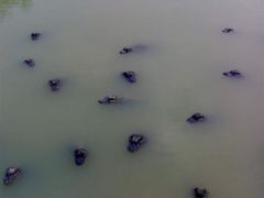 -中国扬子鳄村