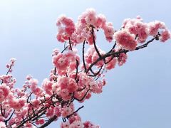 -天适樱花悠乐园