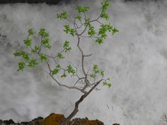 -阿萨巴斯卡瀑布观景点