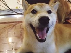 -喜柴咖啡·柴犬狗咖