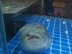 -红叶日料·放题·海胆·定食(星海店)
