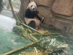 -成都动物园