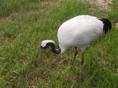 -盐城丹顶鹤湿地生态旅游区