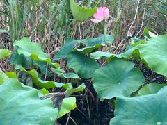 -塘栖枇杷特色园区