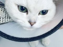 -瑞派动物医院·猫专科·至诚(江南中分院)