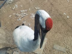 -盐城丹顶鹤湿地生态旅游区