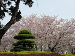 -武汉大学-樱园