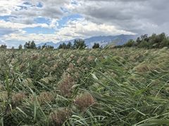-敕勒川草原文化旅游区